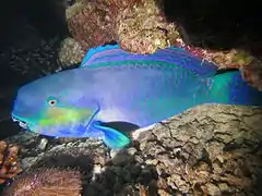 Un poisson-perroquet grand bleu (Chlorurus strongylocephalus), de nuit