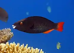 Un poisson-perroquet tricolore (Scarus tricolor) femelle
