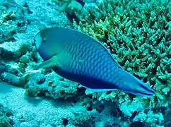 Un poisson-perrouet à lèvres vertes (Scarus viridifucatus)