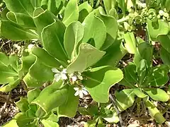 Scaevola taccada (Goodeniaceae), Veloutier vert des littoraux indo-pacifiques