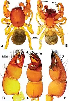 Description de l'image Scelidocteus taitave (10.3897-afrinvertebr.61.54004) Figure 3.jpg.