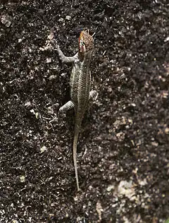 Description de l'image Sceloporus chrysostictus Belize 1.jpg.