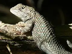 Description de l'image Sceloporus clarkii.jpeg.