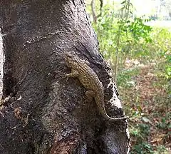 Description de l'image Sceloporus melanorhinus.jpeg.