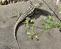 Description de l'image Sceloporus olivaceus bastrop co.jpg.