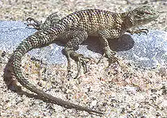 Description de l'image Sceloporus orcutti.jpg.