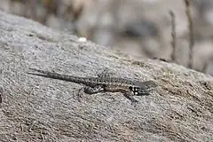 Description de l'image Sceloporus parvus.jpg.