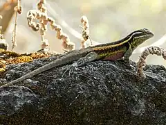 Description de l'image Sceloporus smithi.jpeg.