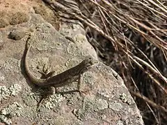 Description de l'image Sceloporus tristichus Zion NP.jpg.