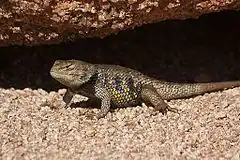 Description de l'image Sceloporus uniformis - Yellow-backed Spiny Lizard (10721075674).jpg.