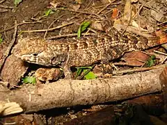 Description de l'image Sceloporus utiformis.jpg.