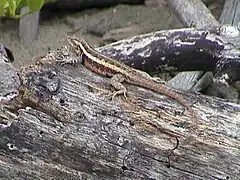 Description de l'image Sceloporus variabilis.jpg.