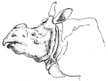 Dessin de profil de la tête du rhinocéros, vu de son côté gauche.