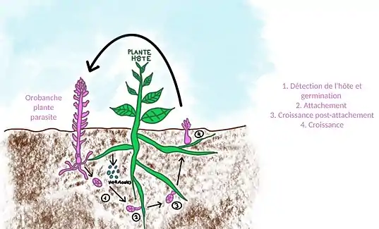 Schéma du cycle de développemnt de l'Orobranche