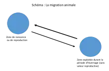Schématisation simple des mouvements opérés lors de la migration entre les différentes zones d'habitats