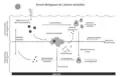 Schéma simplifié de la pompe biologique de carbone (Aurore Movellan, thèse, 2013).