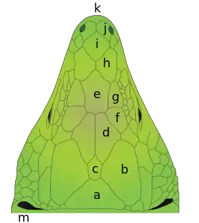 Schéma légendé de la tête d'un Lézard ocellé