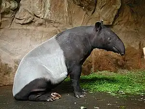 Tapir.