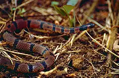 Description de l'image Schach's Ground Snake (Atractus schach) (10405784663).jpg.