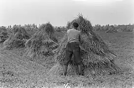 Récolte des céréales