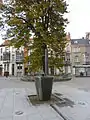 Fontaine et arbre remarquable de la place