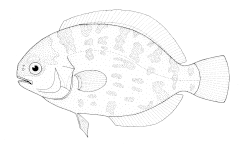 Description de l'image Schedophilus maculatus (Pelagic butterfish).gif.