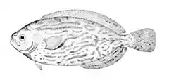 Description de l'image Schedophilus medusophagus.jpg.