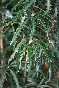 Description de l'image Schefflera elegantissima.jpg.