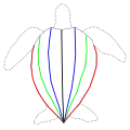 Disposition des carènes sur le dos de la tortue luth ; en noir, la carène vertébrale, en bleu, vert et rouge, les carènes latérales