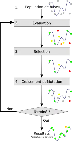 Algorithme génétique : un procédé analogue à la reproduction sexuée au niveau des chromosomes