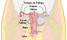 Dessin schématique du système reproducteur féminin, avec des indications pour localiser le vagin, le col de l'utérus, l'utérus, les ovaires et les trompes de Fallope.