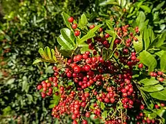 Schinus terebinthifolius.