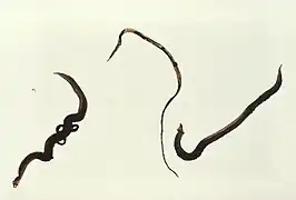 Schistosoma mansoni, mâle et femelle à gauche, femelle seule au milieu, mâle à droite.