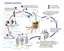 Cycle d'un schistosome (Trematoda) parasite (provoquant la schistosomiase, ou bilharziose)