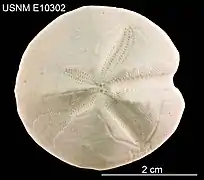 Schizaster floridiensis