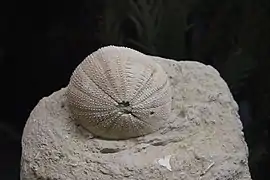 Fossile de Schizechinus candeli