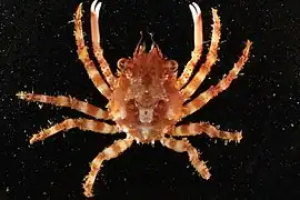 Le crabe Schizophrys aspera est un prédateur important des juvéniles.