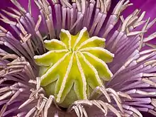 Un bulbe jaune, rehaussé de bords brillants, entouré de tiges violettes lumineuses.