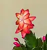 Fleur de Schlumbergera truncata