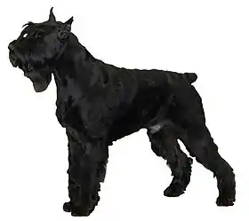 Schnauzer géant