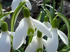 Fleur de Galanthus nivalis