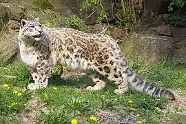 Panthère des neiges (Panthera uncia).