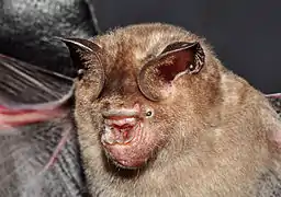 Hipposideros speoris (en), un Hipposideridae.