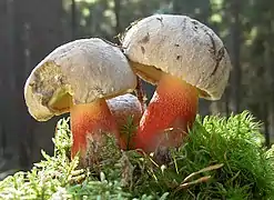 Boletus calopus,pied réticuléet saveur amère