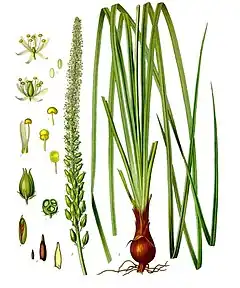 Description de l'image Schoenocaulon_officinale_-_Köhler–s_Medizinal-Pflanzen-262.jpg.