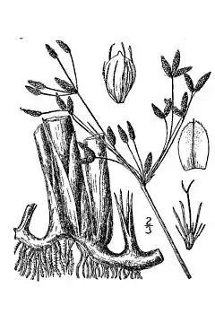 Description de l'image Schoenoplectus acutus var occidentalis.jpg.