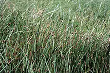 Roseaux de l'espèce Scirpus americanus encore appelé Schoenoplectus americanus ou Scirpus olneyii.