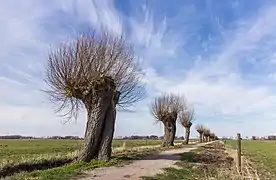 Photographie en couleurs d'une lignée d'arbres bordant un sentier de terre