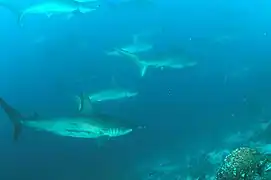 Requins-marteaux, île Wolf.