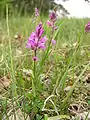 Polygala comosa (Autriche).